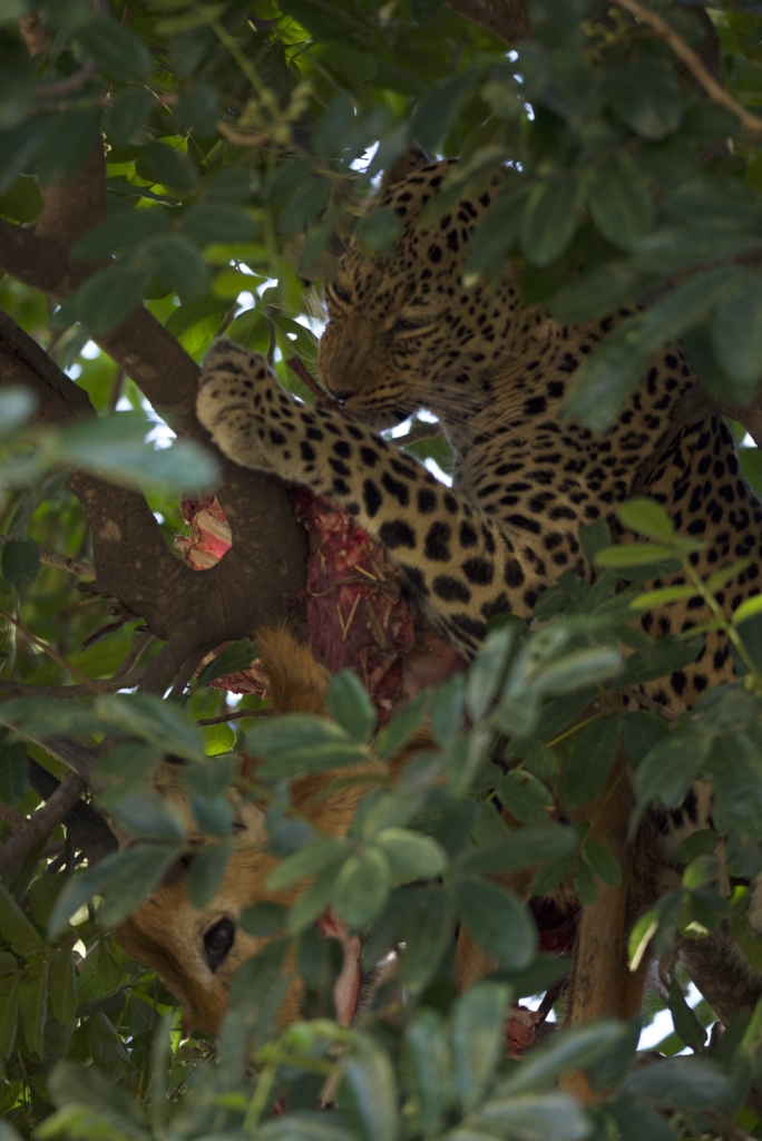 Leopard SLNP