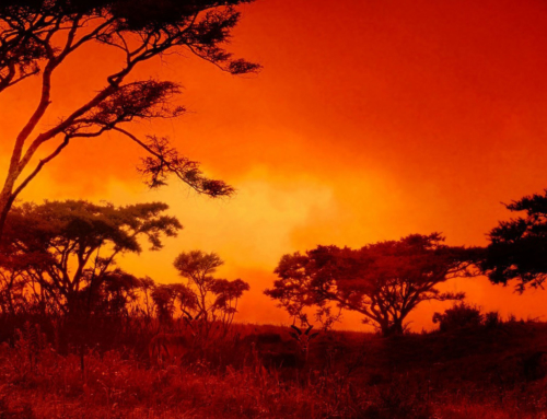 Mobile Safari: “Emotions from the Bush” – 11 days – lodging only