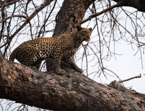 Mobile Safari: “Complete South Luangwa” – 11 days – lodging only