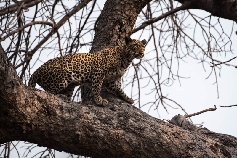 Leopard mayukuyuku 4