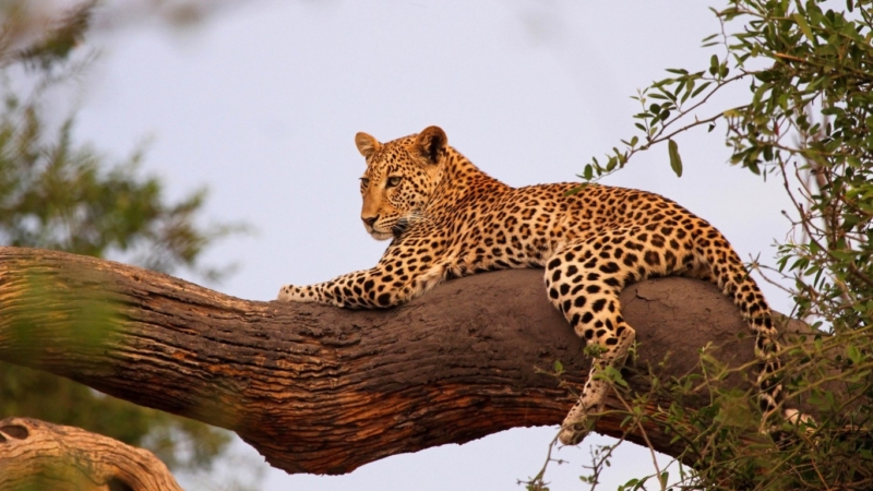 botswana_animals_branches_leopards_1366x768_87981
