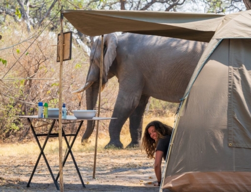 Mobile Safari: “Wild Desert” – 8 days – camping only
