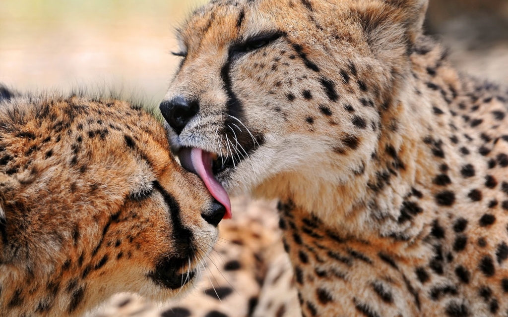 cheetah cub