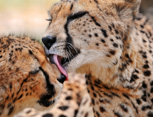 Mobile Safari: “Three Parks” – 14 days – mixed camping & lodging