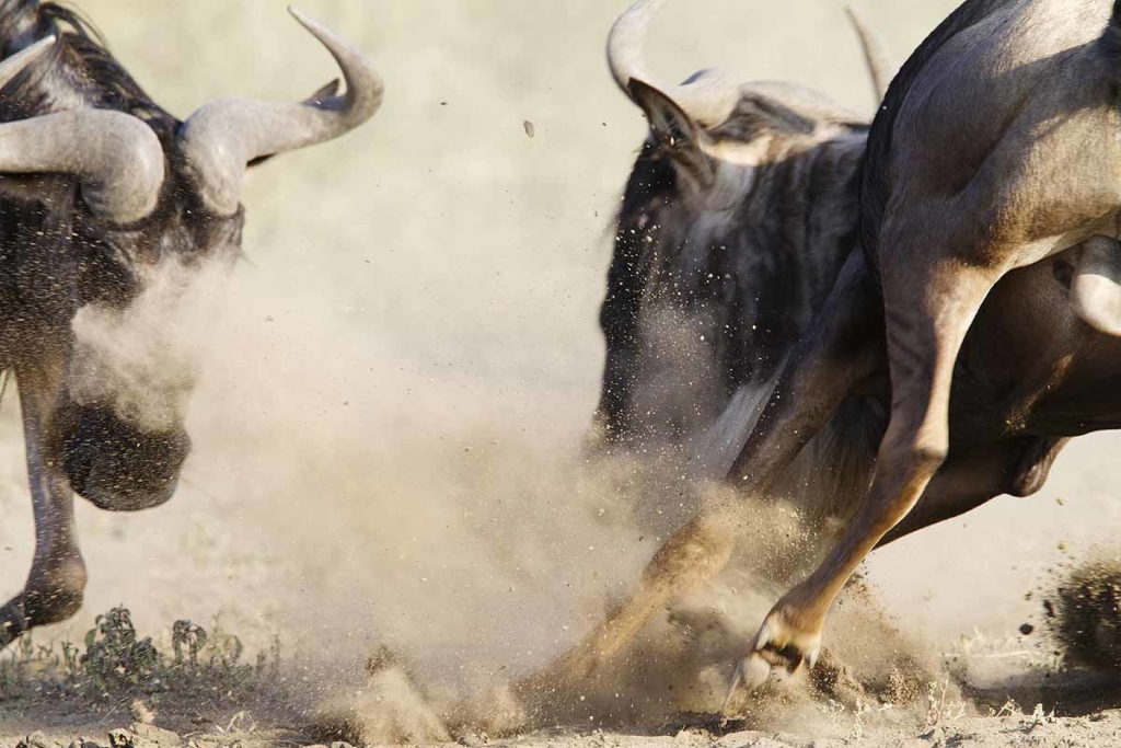 wildebeest fighting beautiful dangerous animal fights inthe african savannah animal safari pictures