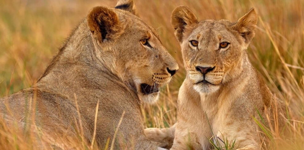 North Luangwa NP1